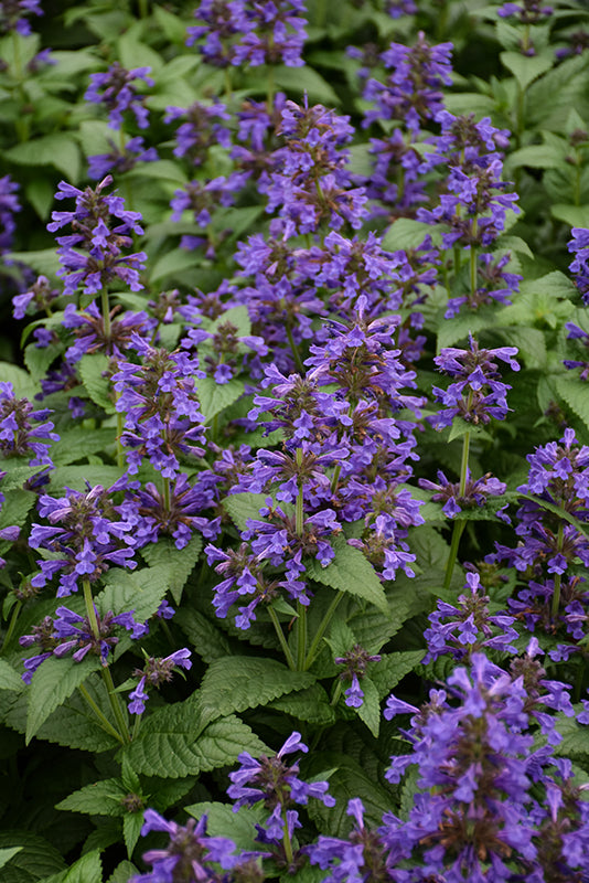 Nepeta Catmint Neptune