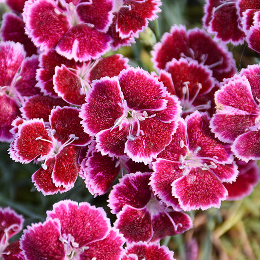 Dianthus Pinks Mountain Frost Ruby Glitter - 6" Perennial