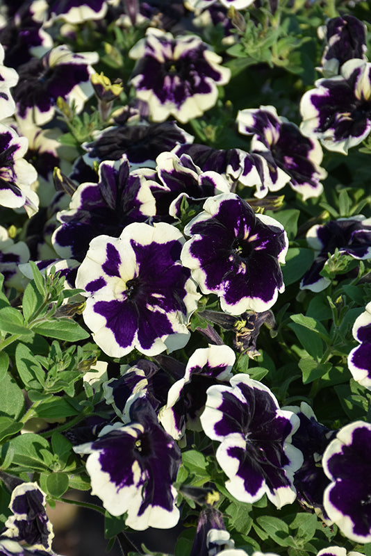 Petunia SureShot Blueberries & Cream - 4.33" Premium Annual