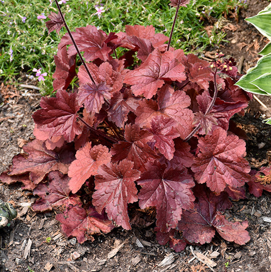 Heuchera Coral Bell Northern Exposure Red
