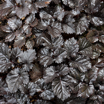Astilbe False Spirea Dark Side Of The Moon