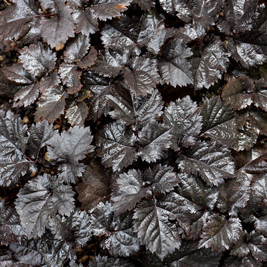 Astilbe False Spirea Dark Side Of The Moon