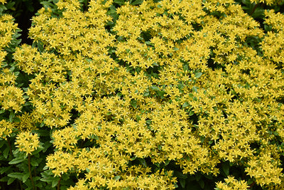 Sedum Stonecrop Rock'n Round Bright Idea - 6" Perennial
