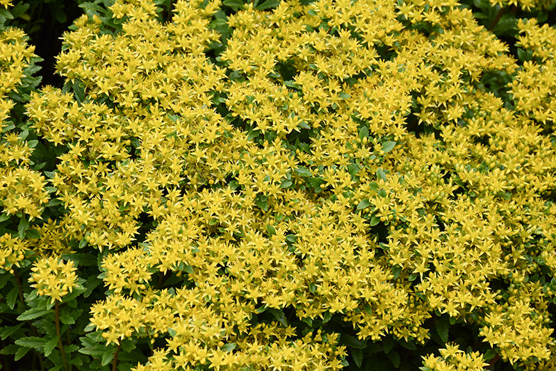 Sedum Stonecrop Rock'n Round Bright Idea - 6" Perennial