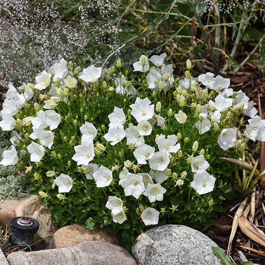 Campanula Bellflower Rapido White - 6" Perennial