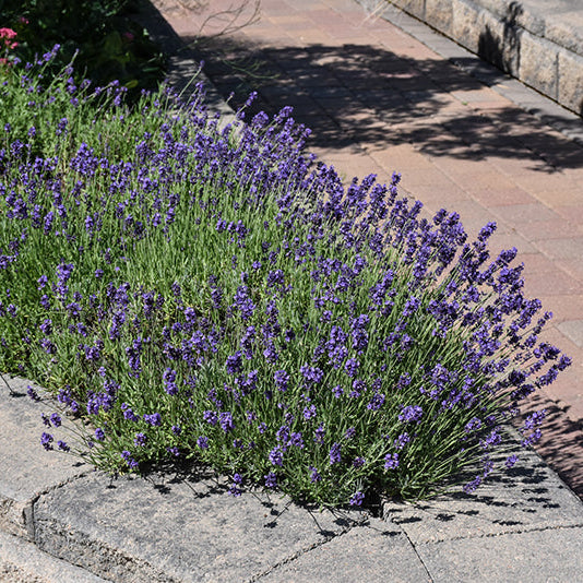 Lavandula Lavender Munstead