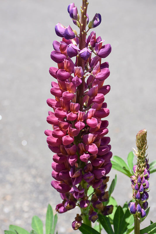 Lupinus Lupine Westcountry Masterpiece