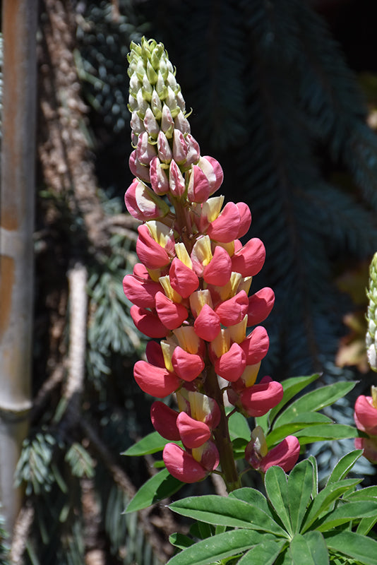 Lupinus Lupine Tequila Flame