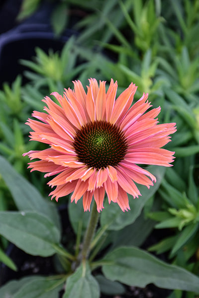 Echinacea Coneflower Sunseekers Rainbow