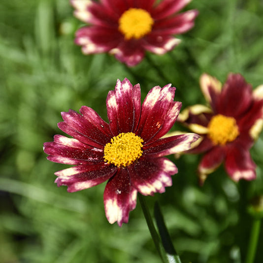 Coreopsis Tickseed Red Elf