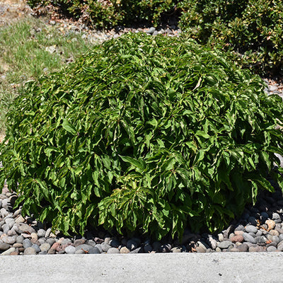 Kelsey Dogwood – Cornus stolonifera
