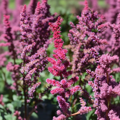 Astilbe False Spirea Visions Volcano