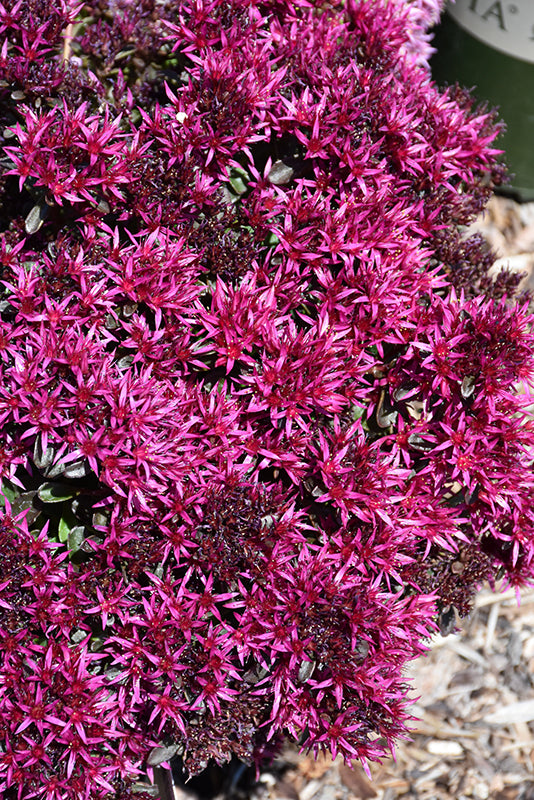 Sedum Stonecrop Spot on Deep Rose - 6" Perennial
