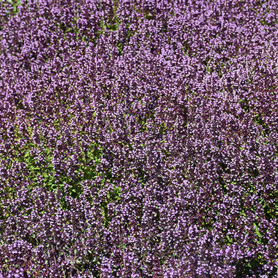 Lemon Thyme - 4.33" Potted Herb