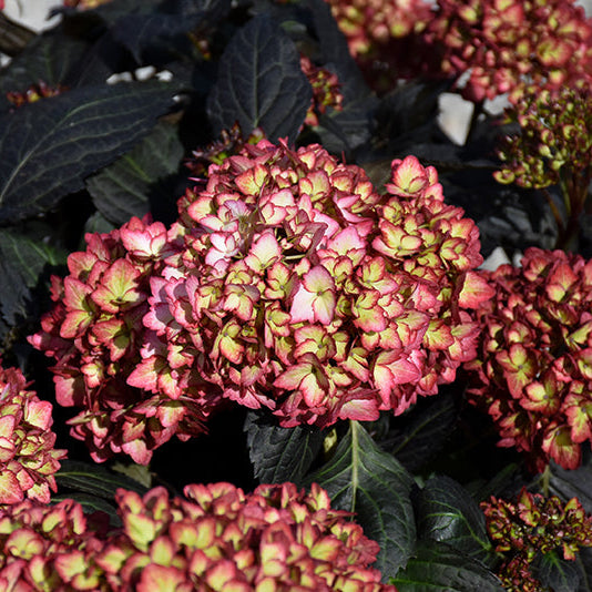 Hydrangea Eclipse