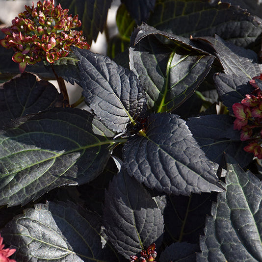 Hydrangea Eclipse