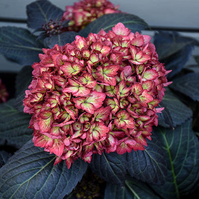 Hydrangea Eclipse