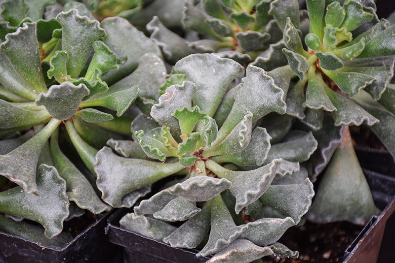 succulent outlet Adromischus cristatus - 2.5" Succulent