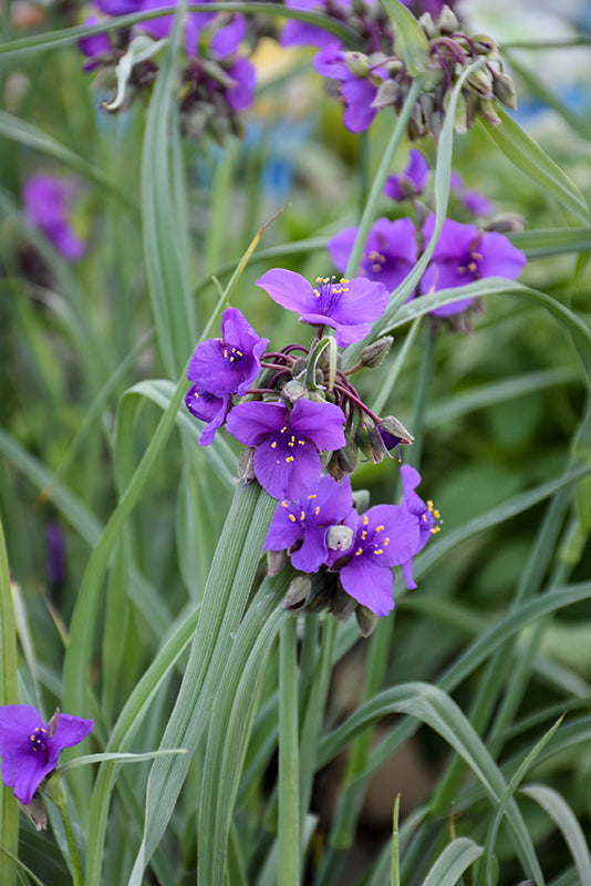 Tradescantia Spiderwort Concord Grape