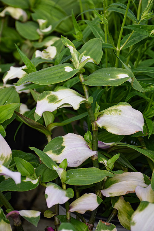 Tradescantia Spiderwort Blushing Bride