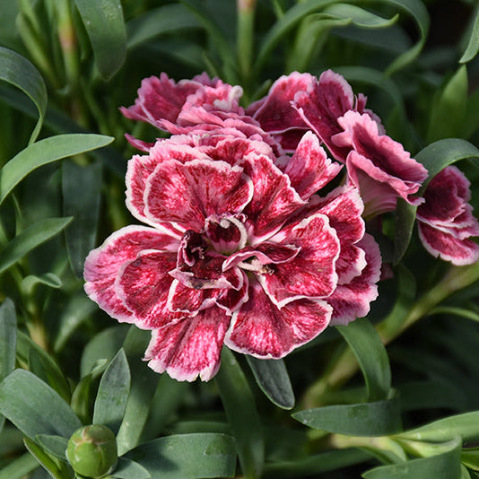 Dianthus Pinks Constant Beauty Crush Burgundy - 6" Perennial