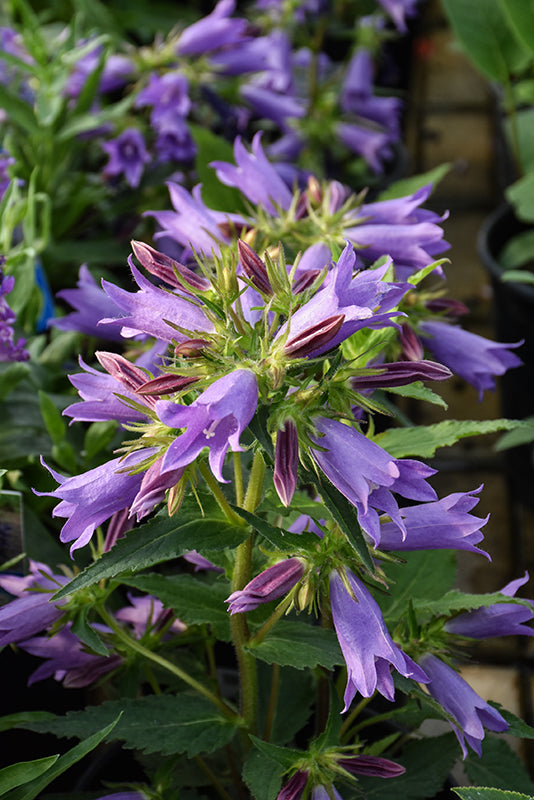 Campanula Bellflower Viking