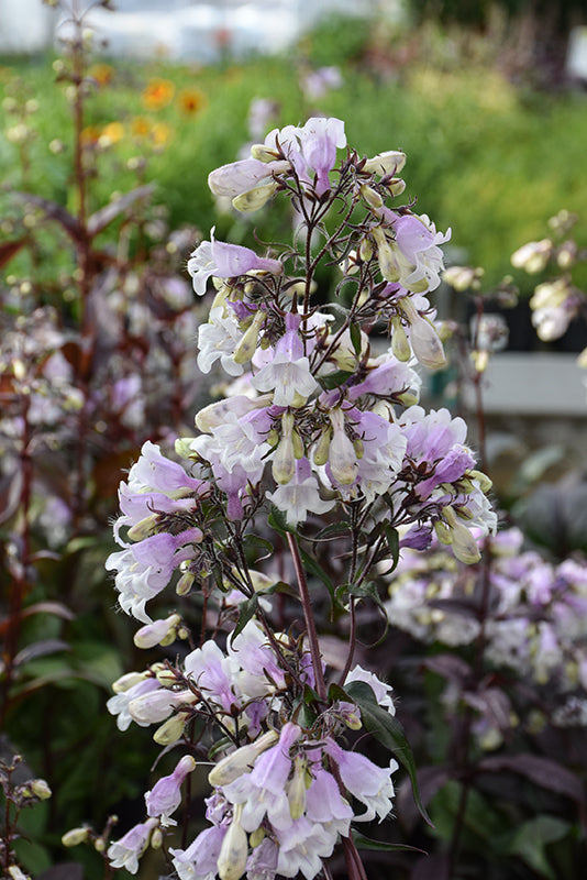 Penstemon Beardtongue Pocahontas