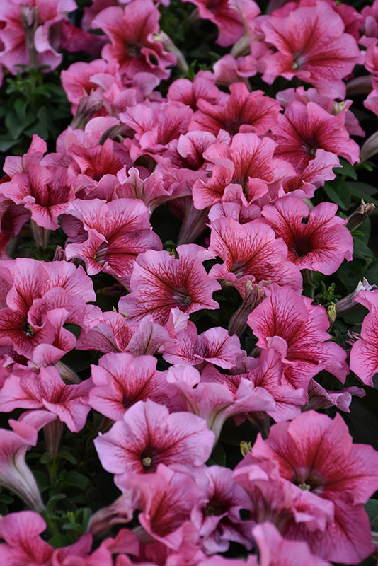 Petunia Pretty Grand Summer - 4 Pack Annual