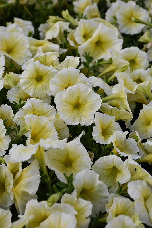 Petunia Madness Yellow - 4 Pack Annual