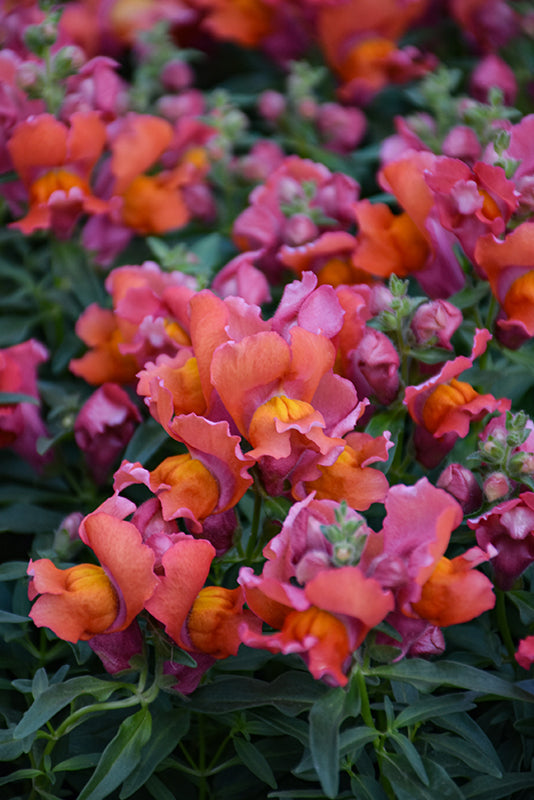 Snapdragon Snapshot Orange - 4 Pack Annual