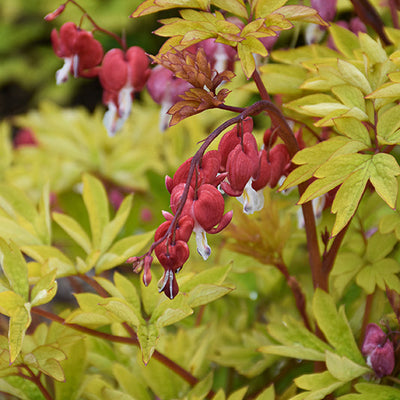 Dicentra Bleeding Heart Ruby Gold