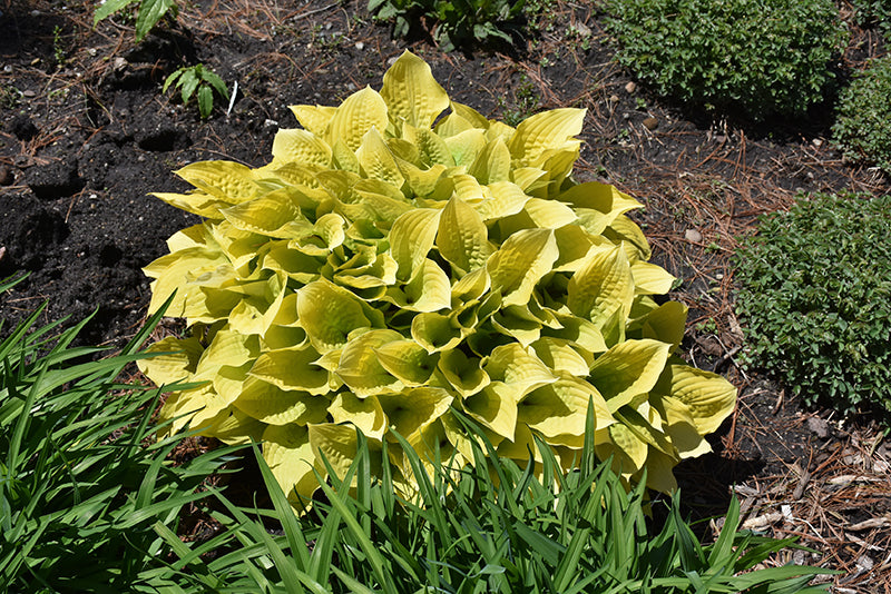Hosta Plantain Lily Maui Buttercups