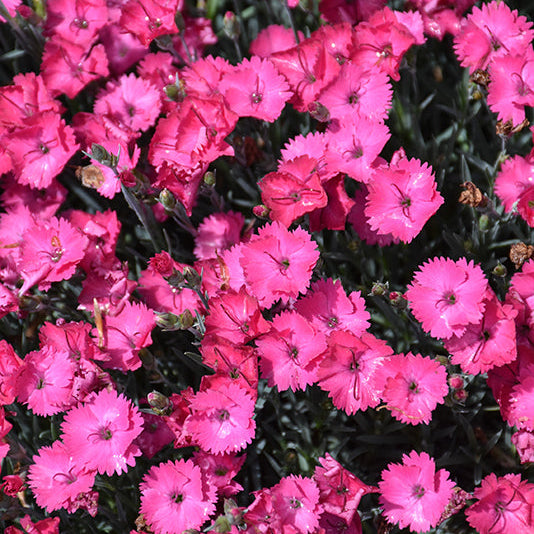 Dianthus Pinks Paint The Town Fancy - 6" Perennial