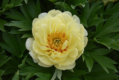 Paeonia Peony Bartzella
