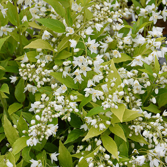 Chardonnay Pearls Deutzia – Deutzia gracilis
