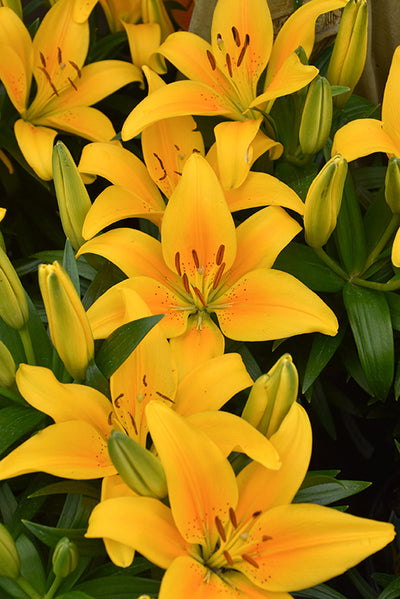 Lilium Lily Lily Looks Tiny Bee