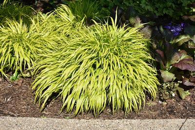 Hakonechloa Japanese Forest Grass All Gold