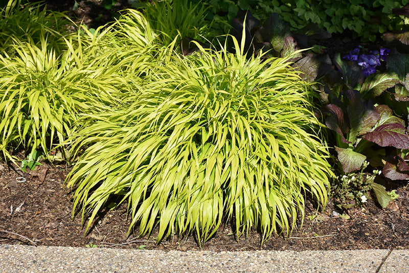 Hakonechloa Japanese Forest Grass All Gold