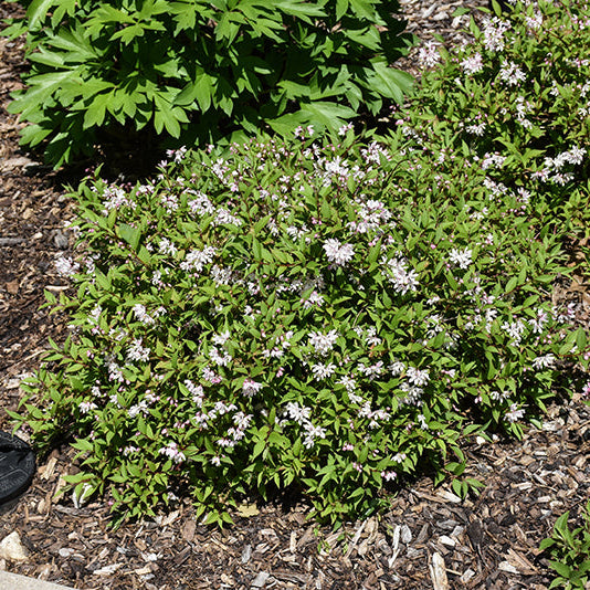 Deutzia Yuki Cherry Blossom