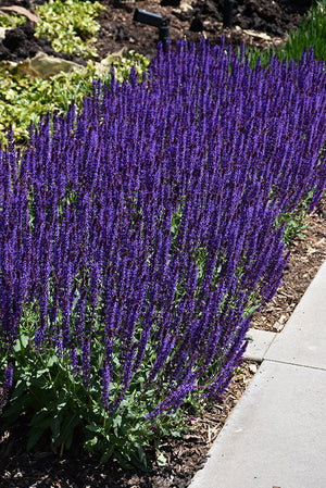 Salvia Sage Caradonna