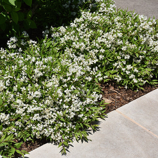Chardonnay Pearls Deutzia – Deutzia gracilis