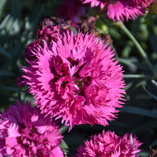 Dianthus Pinks Fruit Punch Spiked Punch - 6" Perennial