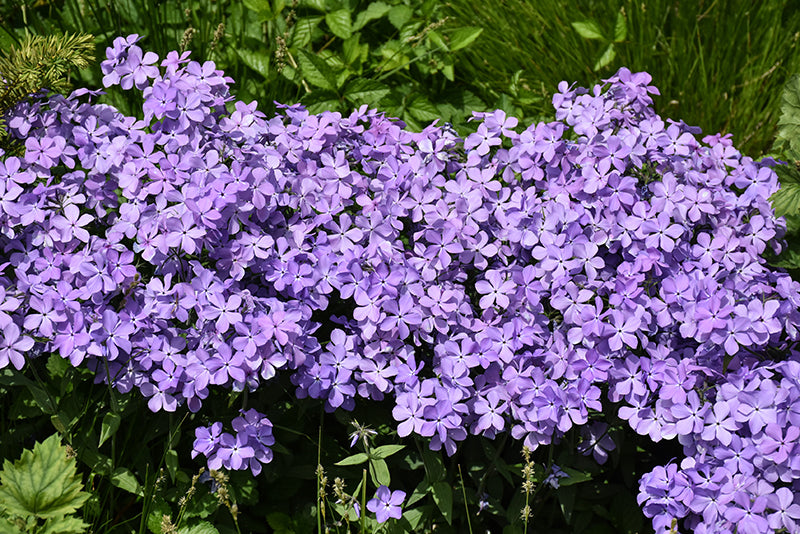 Phlox Garden Phlox Blue Moon