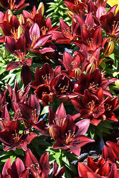 Lilium Lily Lily Looks Tiny Rocket