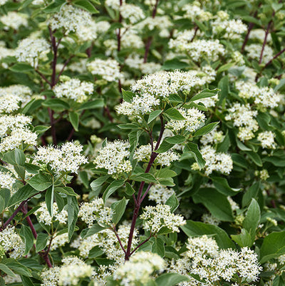 Firedance Dogwood, Cornus sericea 'Bailadeline'