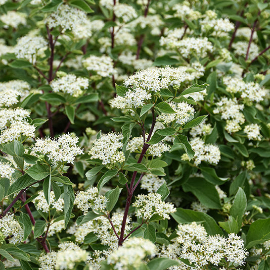 Firedance Dogwood, Cornus sericea 'Bailadeline'