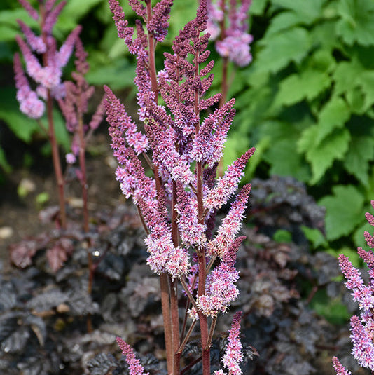 Astilbe False Spirea Dark Side Of The Moon