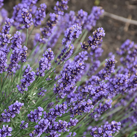 Lavandula Lavender Sweet Romance
