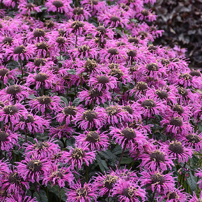 Monarda Bee Balm Upscale Lavender Taffeta
