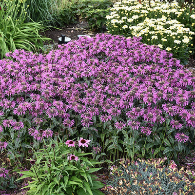 Monarda Bee Balm Upscale Lavender Taffeta